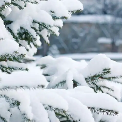 snowy spruce