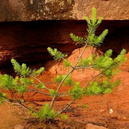 fir growing in clay, red sand