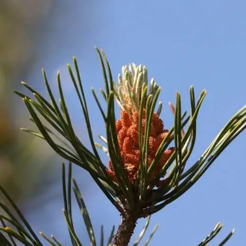 pine tree blooming