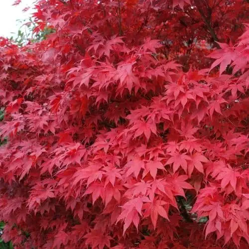 red maple in october