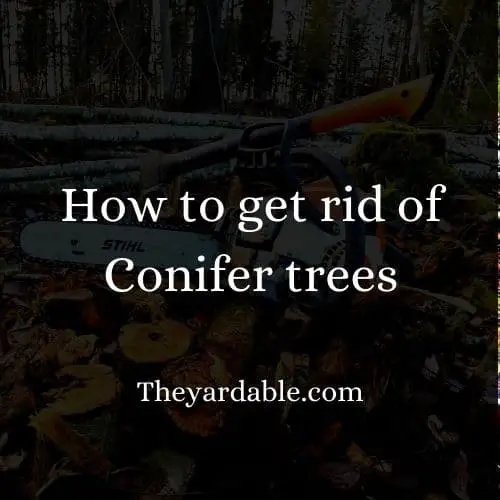 how to kill conifers thumbnail