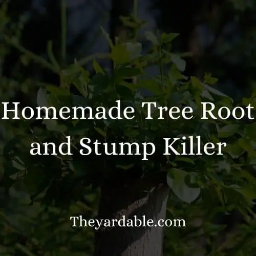 how to make stump killer at home thumbnail
