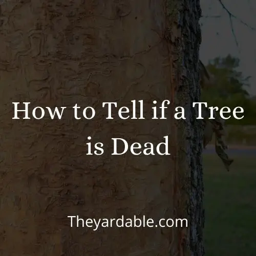 How to tell if a tree is dead thumbnail