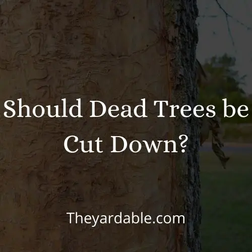 should dead trees be cut down thumbnail