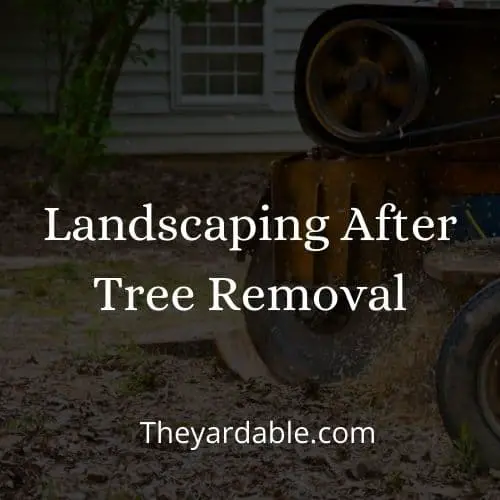 landscaping ideas after removing a tree and a stump