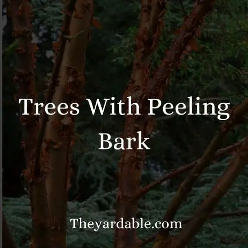 tree with peeling bark 