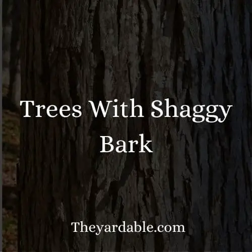 shaggy bark trees