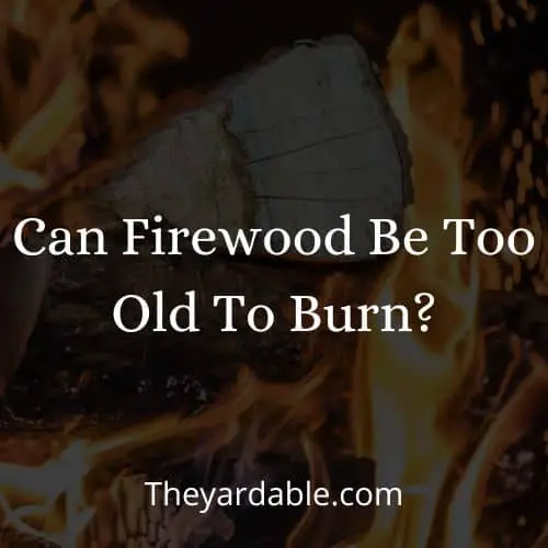 can you burn old firewood