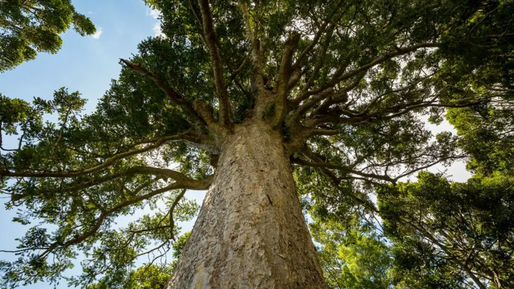 Photo of a huge and heavy tree taken from below