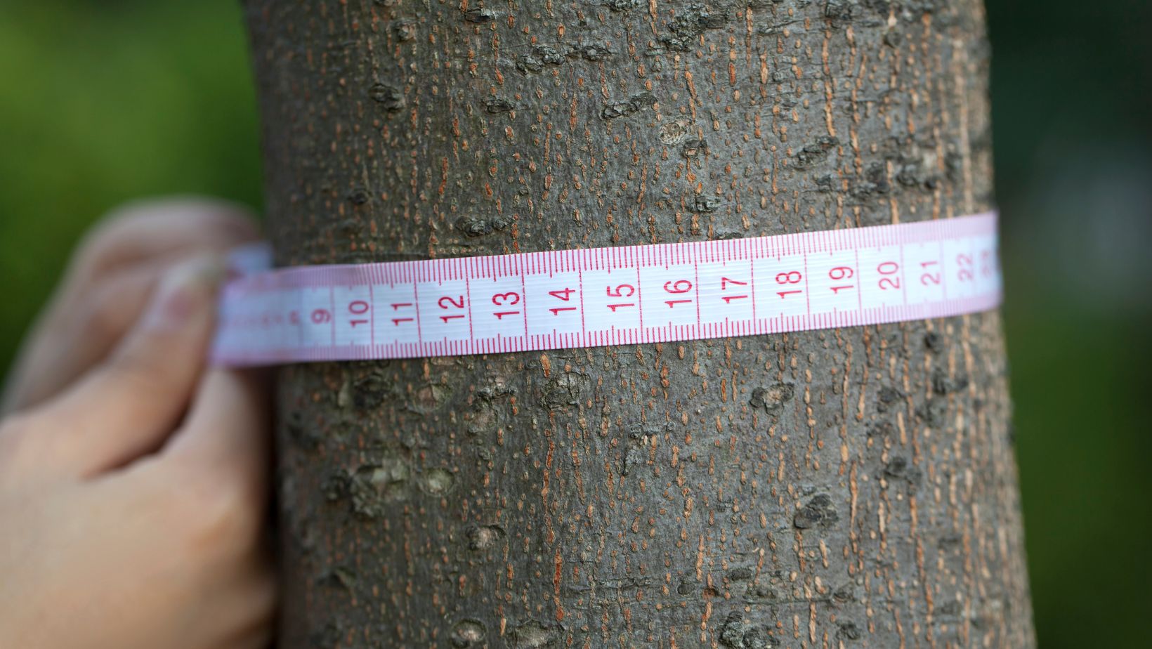 How To Tell How Old A Tree Is 5 Effective Ways Theyardable