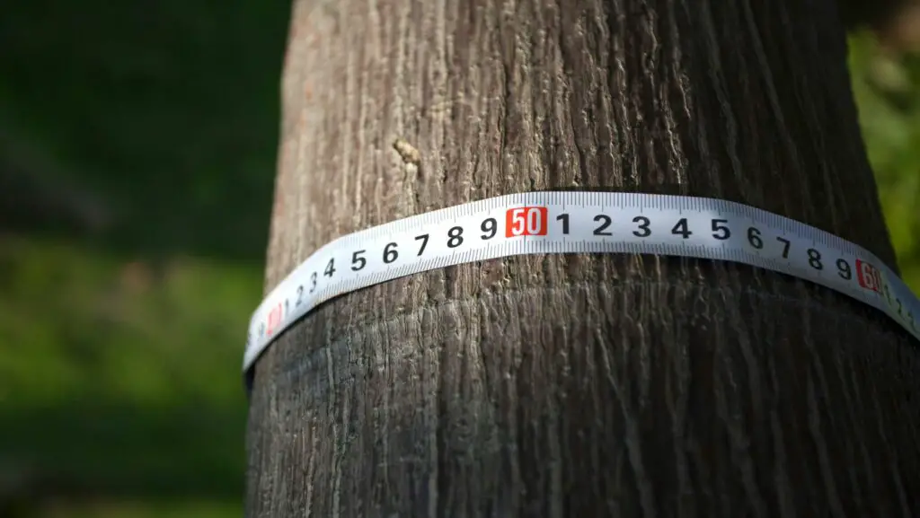 Measuring tape around a tree trunk