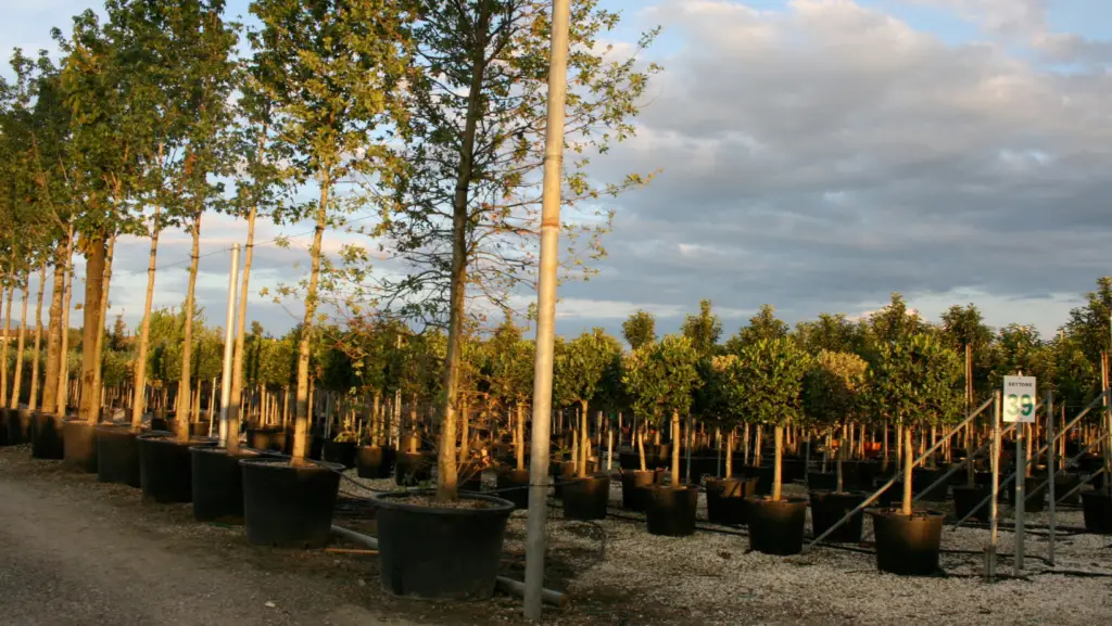 Nursery for trees