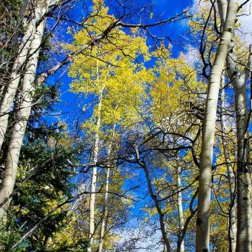 aspen in forest