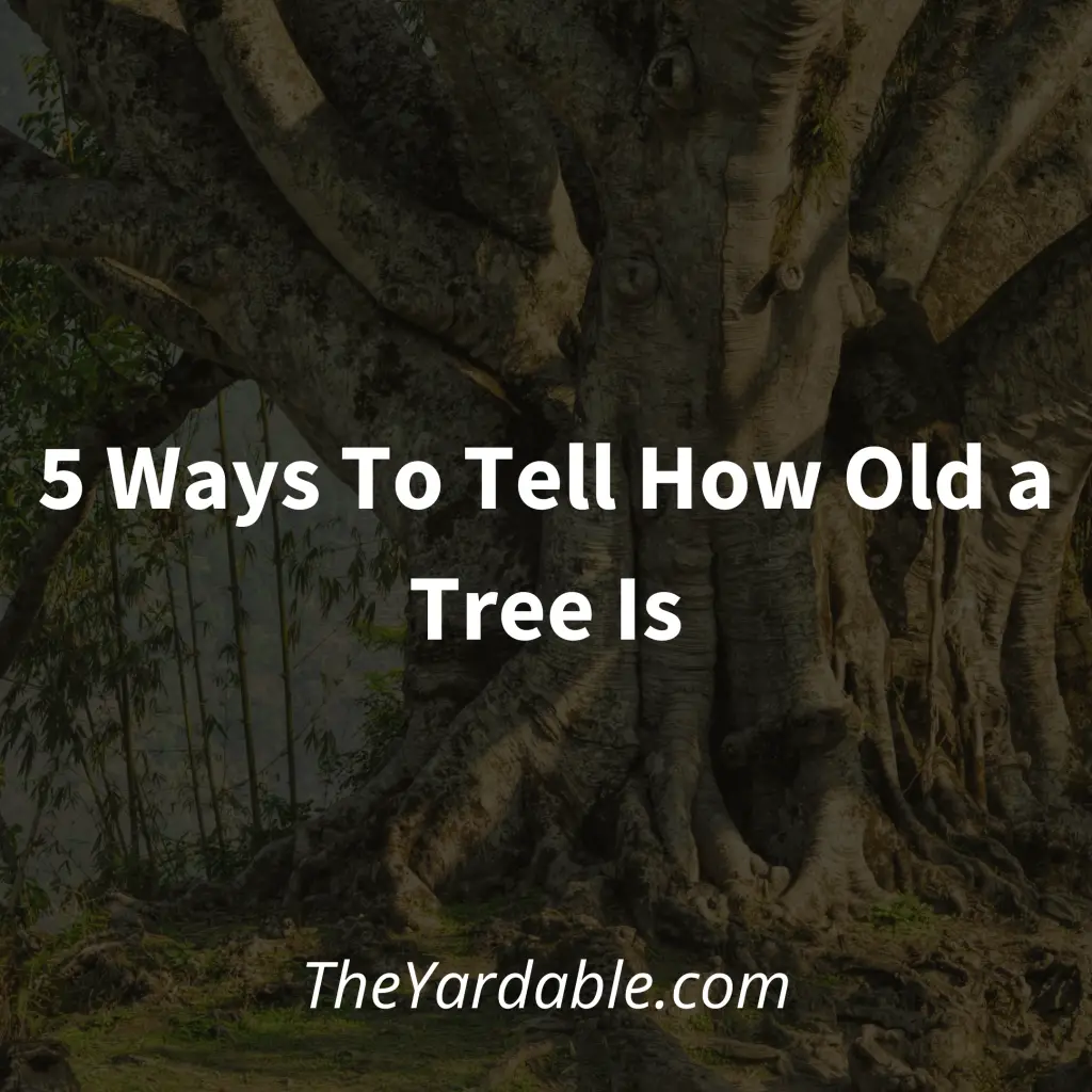 Ways to to tell age of tree featured image
