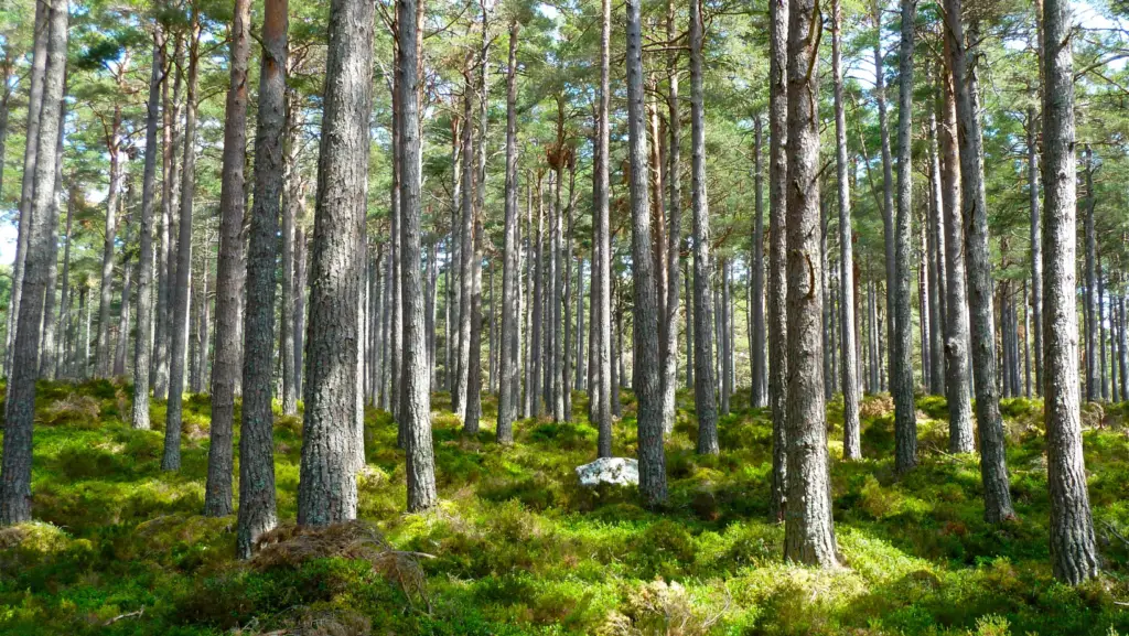 Tree forest