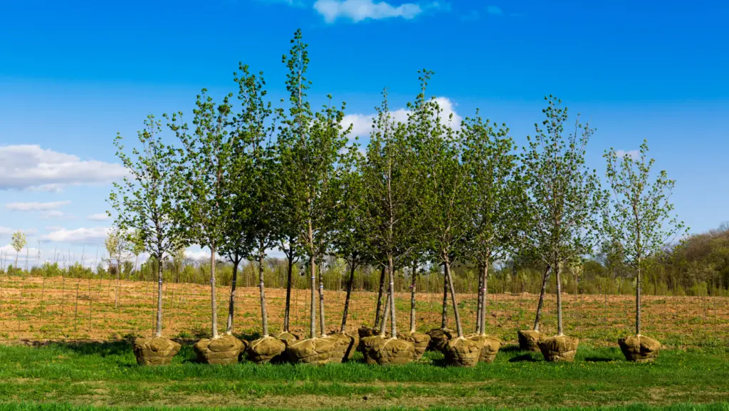 Trees before planting