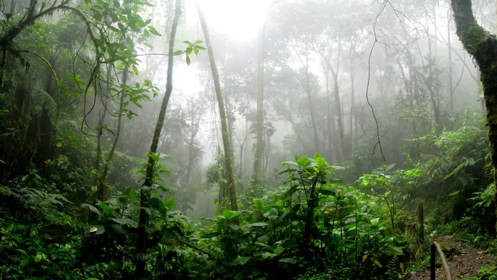 Tropical rainforest with fog