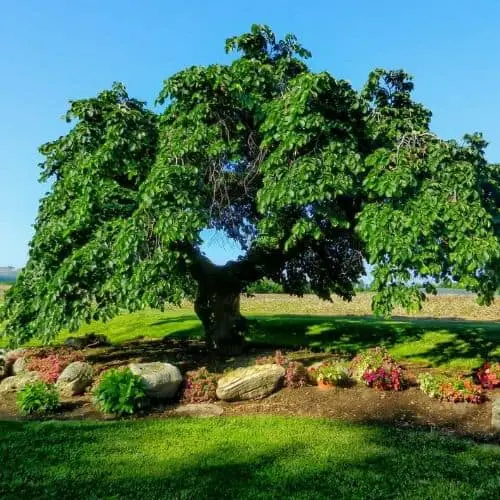 beautiful elm tree summer