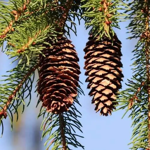 fir cones with seeds 