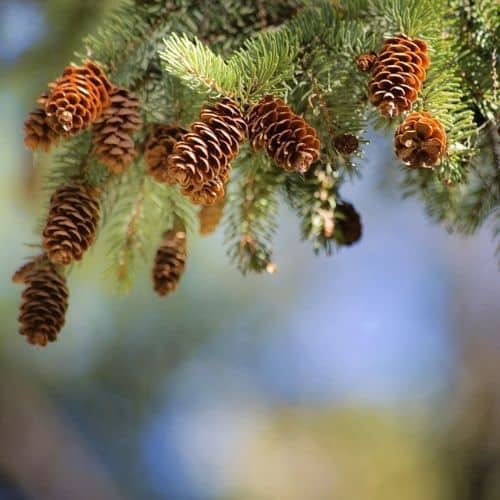 pine cones that are short. pine tree needle like leaves