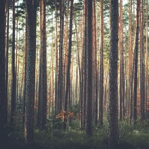 bunch pine trees growing