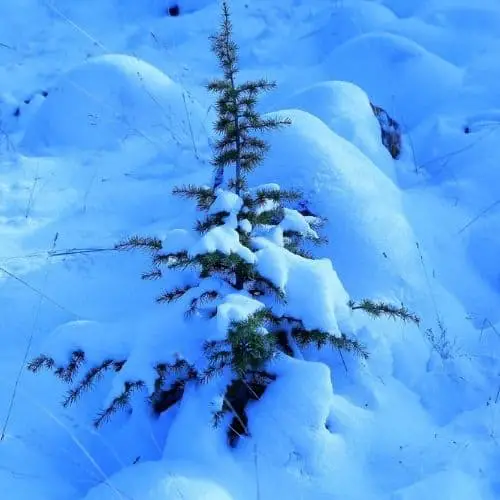 spruce not growing in winter