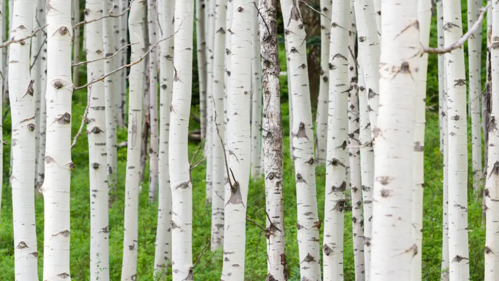 Aspen trees with smooth bark