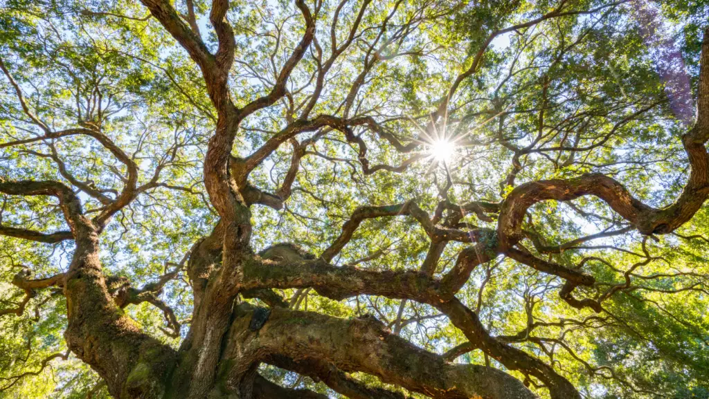 low angle view of a big old oak tree