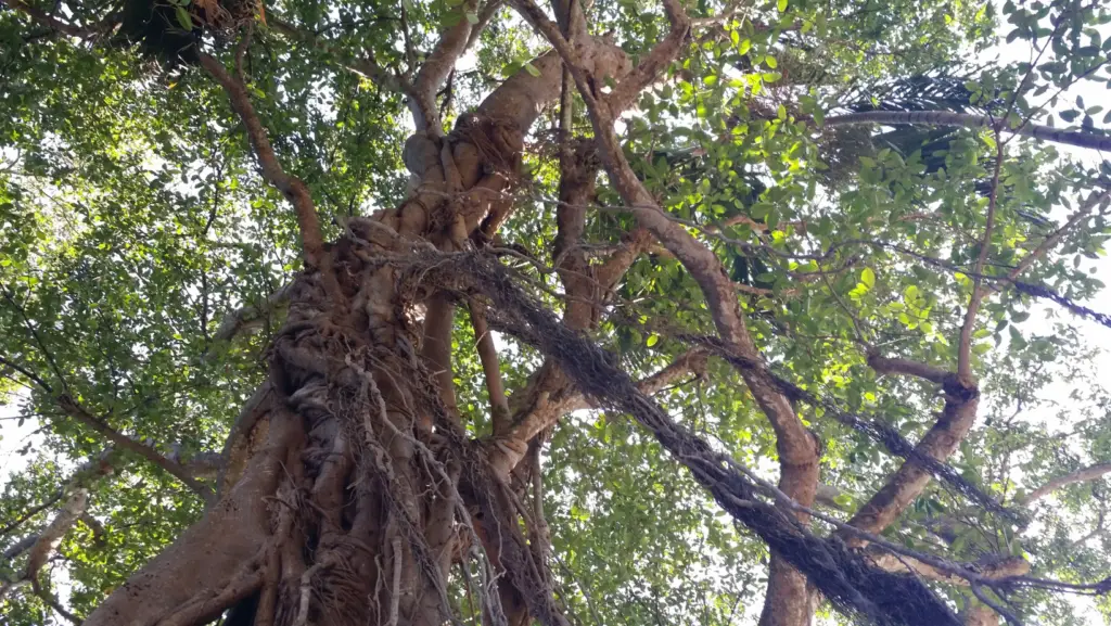 low angle view of a big old tree