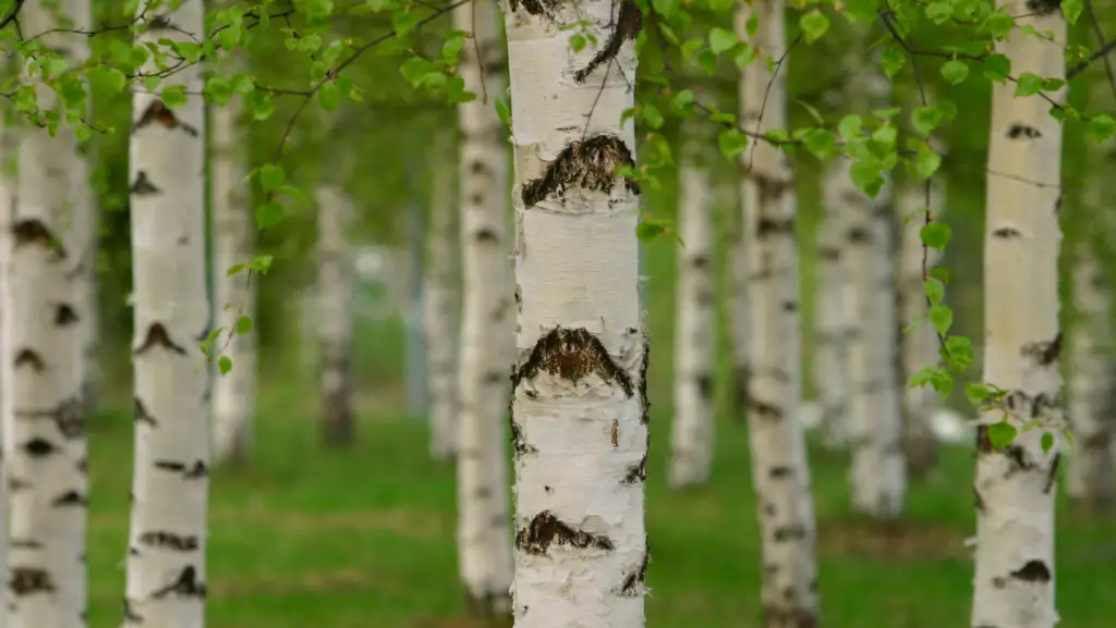 Birch trees trunk