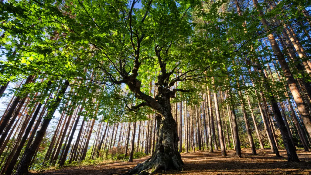 Old tree in the middle of younger trees