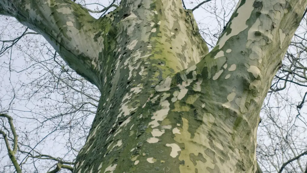 Close up view of the smooth bark of a plane tree