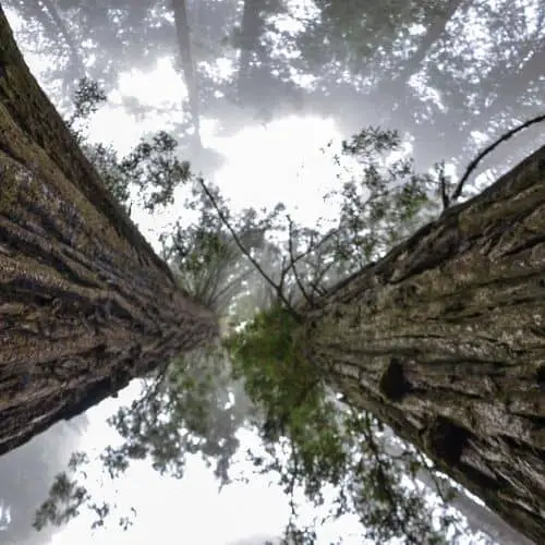 old sequoia trees