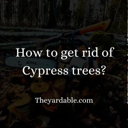 how to kill cypress thumbnrail