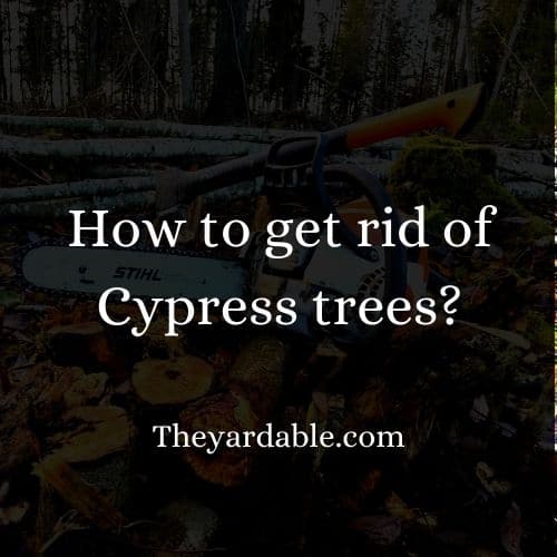 how to kill cypress thumbnrail