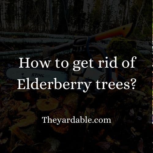 how to kill elderberry thumbnail