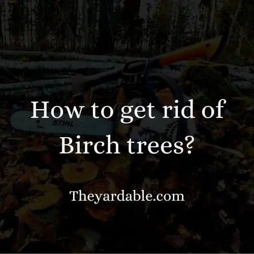 how to kill birch tree thumbnail