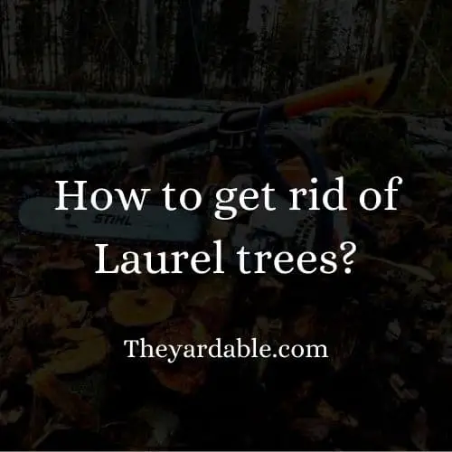 how to kill laurel tree thumbnail
