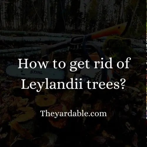 how to kill leylandii humbnail