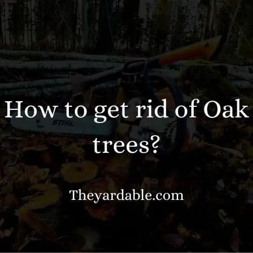 how to kill oak tree thumbnail