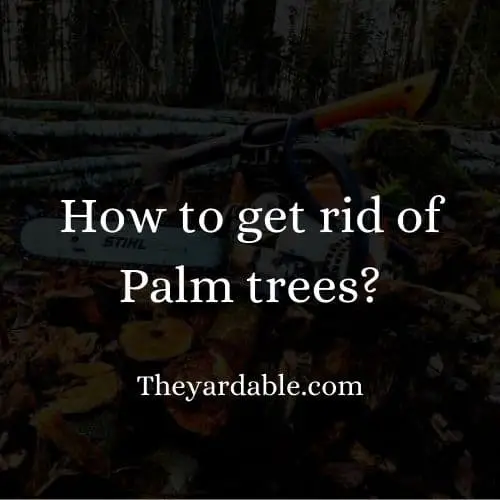 how to kill palm tree thumbnail