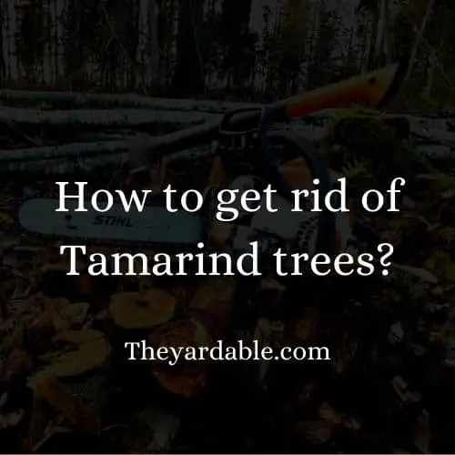 how to kill tamarind tree thumbnail