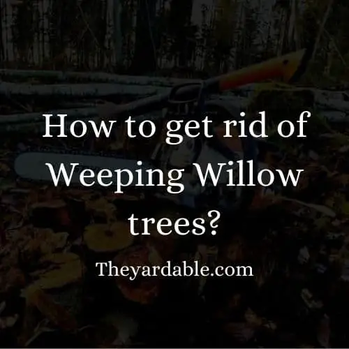 how to kill weeping willowtree thumbnail
