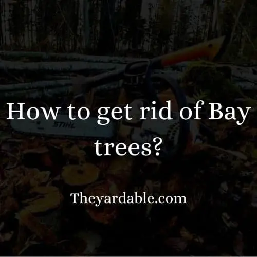 how to kill bay tree thumbnail