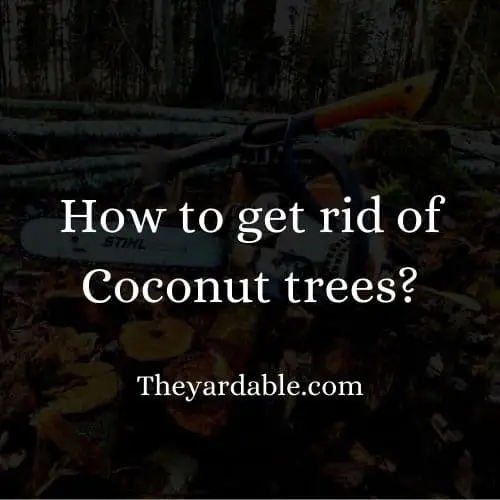 how to kill coconut tree thumbnail
