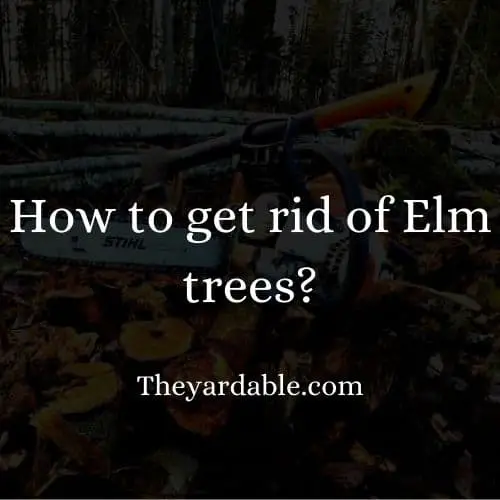 how to kill elm trees thumbnail