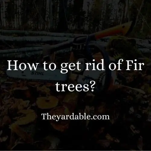 how to kill fir tree thumbnail
