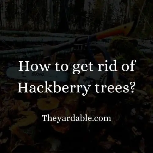 how to kill hackberry tree thumbnail