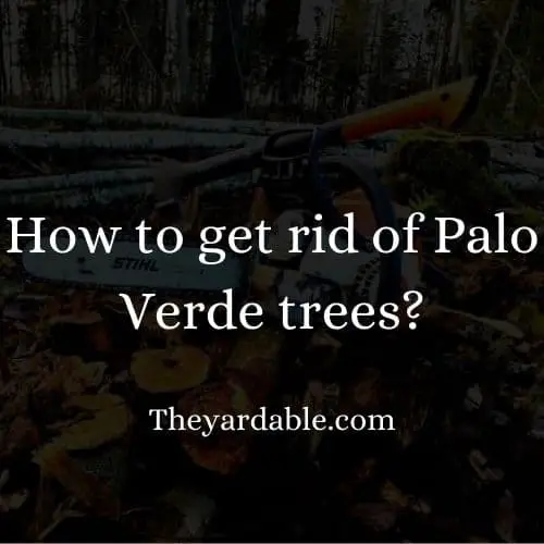 how to kill palo verde tree thumbnail