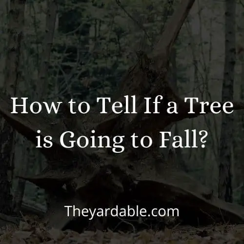 how tot ell ifa a tree is going to fall thumbnail